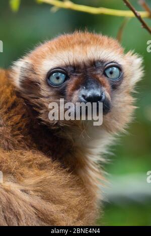 Blauäugiger / Sclater's schwarzer Lemur (Eulemur flavifrons) in Gefangenschaft, endemisch auf Madagaskar. Stark Gefährdet. Stockfoto