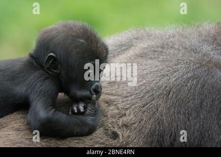 Westliche Tiefland Gorilla (Gorilla Gorilla Gorilla) Baby Alter 45 Tage, Reiten auf dem Rücken der Mutter, gefangen, tritt in Zentralafrika. Stark gefährdet. Stockfoto