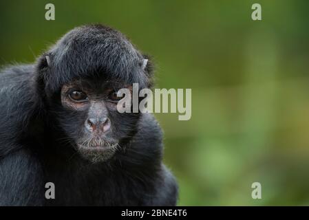 Brauner Kopf Spinnenaffe (Ateles fusciceps) gefangen, kommt in Mittel- und Südamerika vor. Stockfoto