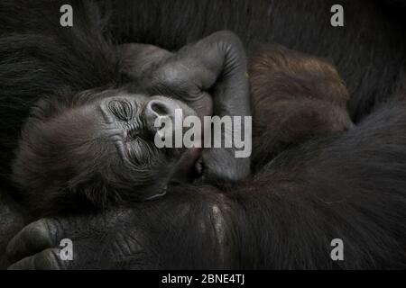 Westliche Tiefland Gorilla (Gorilla Gorilla Gorilla) Baby Alter 45 Tage, schlafen in den Armen der Mutter, gefangen, kommt in Zentralafrika. Kritisch gefährden Stockfoto