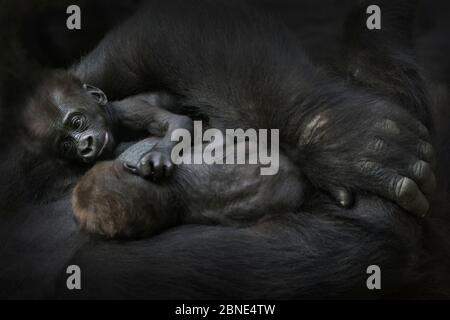 Westliche Flachland Gorilla (Gorilla Gorilla Gorilla) Zwillingsbabys im Alter von 45 Tagen in den Armen der Mutter ruhen, gefangen, kommt in Zentralafrika vor. Kritisch enda Stockfoto