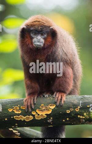 Red titi (Callicebus cupreus) gefangen, kommt in Brasilien und Peru. Stockfoto