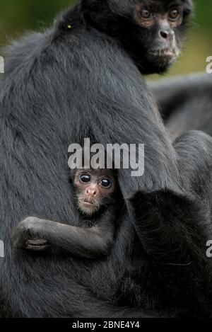 Brauner Kopf Spinnenaffe (Ateles fusciceps) Mutter und Baby, gefangen tritt in Mittel- und Südamerika. Stockfoto