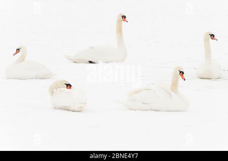 Fünf Mute Swans (Cygnus olor) auf Schnee ruhend, Hazerswoude, Niederlande, Februar. Stockfoto