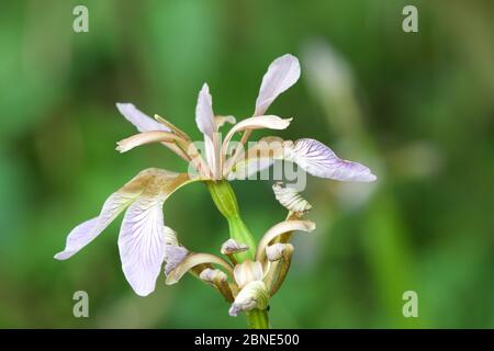 Stinkende Iris (Iris foetidissima) in Blume, Green Down Nature Reserve, Somerset, England, UK, Juli. Stockfoto