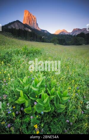 Blick auf Le Mont Aiguille bei Sonnenaufgang mit wildflower Meadow im Vordergrund, Vercors Regionaler Naturpark Vercors, France, Juni 2014. Stockfoto