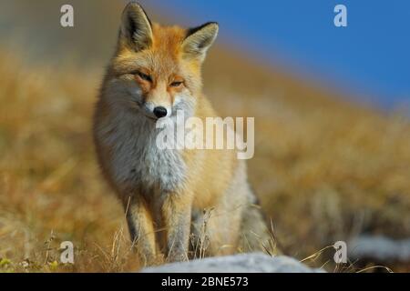 Portrait eines Roten Fuchses (Vulpes vulpes), Nationalpark Vanoise, Rhone Alpes, Frankreich, November. Stockfoto