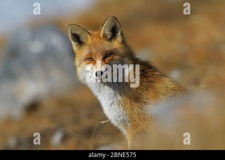 Portrait eines Roten Fuchses (Vulpes vulpes), Nationalpark Vanoise, Rhone Alpes, Frankreich, November. Stockfoto