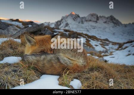 Nahaufnahme eines Rotfuchs (Vulpes vulpes), der sich ausruhen kann, mit Bergen im Hintergrund, Nationalpark Vanoise, Rhone Alpes, Frankreich, Oktober. Stockfoto