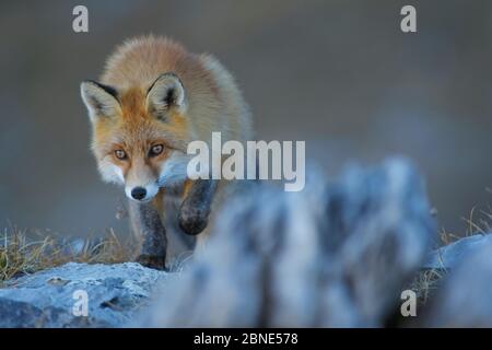 Rotfuchs (Vulpes vulpes) Alarm während der Jagd, Vanoise Nationalpark, Rhone Alpes, Frankreich, Oktober. Stockfoto