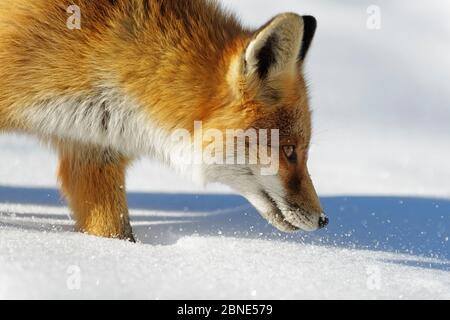 Nahaufnahme eines Schnupfens eines Rotfuchses (Vulpes vulpes), Nationalpark Vanoise, Rhone Alpes, Frankreich, November. Stockfoto