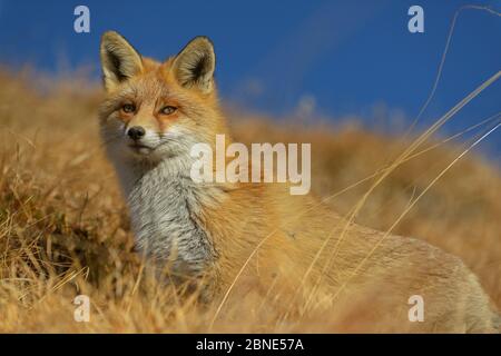 Portrait eines Roten Fuchses (Vulpes vulpes), Nationalpark Vanoise, Rhone Alpes, Frankreich, November. Stockfoto