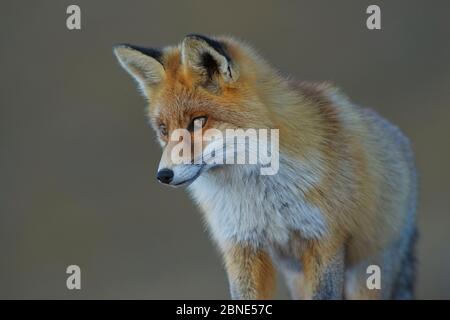 Rotfuchs (Vulpes vulpes) Alarm während der Jagd, Vanoise Nationalpark, Rhone Alpes, Frankreich, Oktober. Stockfoto