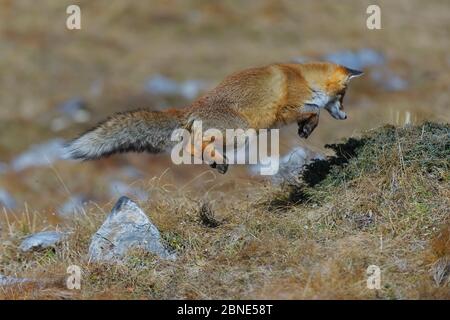 Rotfuchs (Vulpes vulpes), Parco Nacional Vanoise, Rhone Alpes, Frankreich, November. Stockfoto