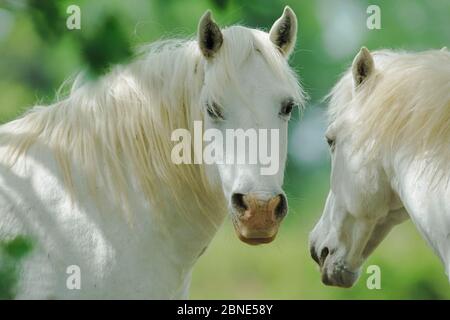 Zwei Camargue Pferde (Equus caballus), Camargue, Frankreich, Mai. Stockfoto