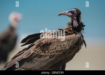 Kapuzengeier (Necrosyrtes monachus) am Strand, Guinea Bissau. Stockfoto