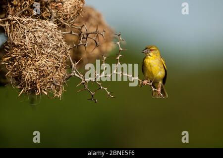 Schwarzkopf-Weberin (Ploceus melanocephalus) Weibchen thront am Nest, Guinea Bissau, Afrika Stockfoto