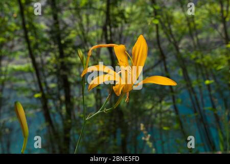 Orange Tageslilie (Hemerocallis fulva) Blume, Jiuzhaigou National Nature Reserve, Sichuan Provinz, China, August. Stockfoto