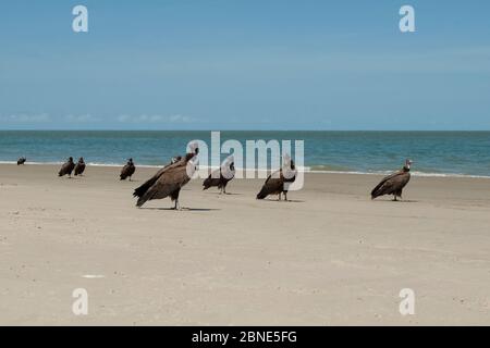 Kapuzengeier (Necrosyrtes monachus) am Strand, Guinea Bissau. Stockfoto