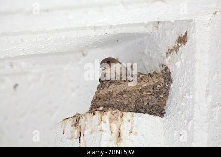 Eurasische Klippe-martin (Hirundo rupestris) im Nest, Jiuzhaigou National Nature Reserve, Sichuan Provinz, China, August. Stockfoto