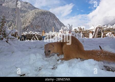 Sibirische Wiesel (Mustela sibirica) auf der Nahrungssuche im Schnee, Nationalpark Basongcuo, Tibet, November. Stockfoto