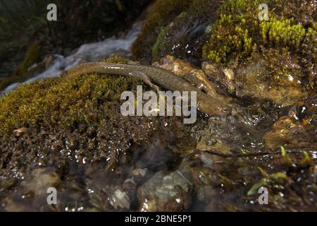 Alpine Stream Salamander (Batrachuperus tibetanus) in Stream