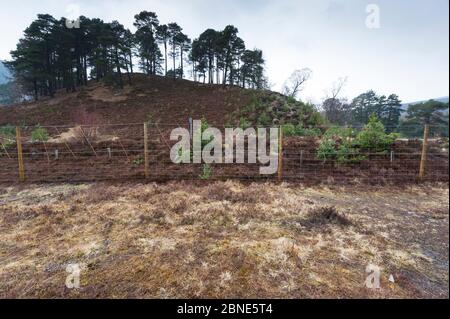 Plantage von Schotten Kiefer (Pinus sylvestris) saplings, umgeben von Draht, Cairngorms National Park, Schottland, März. Stockfoto