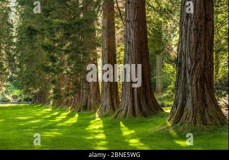 Riesenmammutbäume (Sequoiadendron giganteum), Teil der Ben More Redwoods, Benmore Botanic Garden, Schottland, UK, Juli. Stockfoto