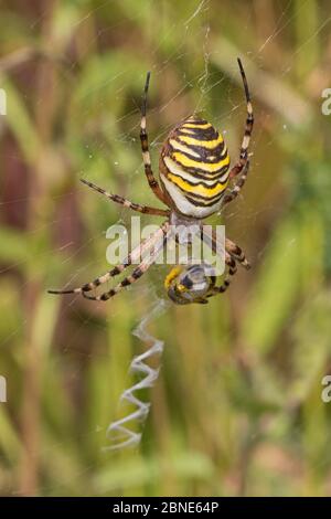 Weibliche Waspenspinne (Argiope bruennichi) mit Beute, und zeigt stabilimentum Sutcliffe Park Nature Reserve, London., Eltham, London, Großbritannien. August Stockfoto