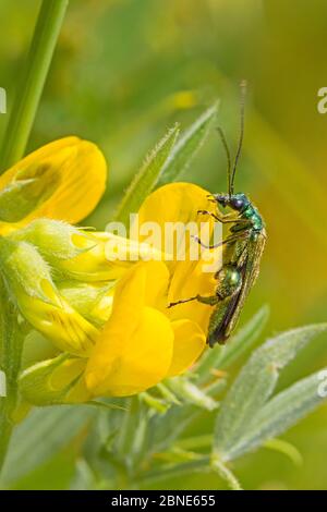 Männlicher geschwollener Blumenkäfer (Oedemera nobilis) auf Vogelfußtrefoil Brockley Cemetery, Lewisham, London, Großbritannien. Juni Stockfoto