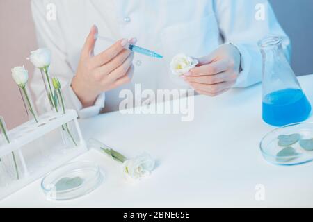 Wissenschaftler entwickelt Naturkosmetik Extrakt Aromaöl aus Blumen. Knospen Blatt in Glaskolben. Biotechnologie-Konzept Stockfoto