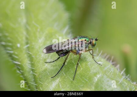 Männliche Langbeinfliege (Poecilobothrus nobilitatus) Sutcliffe Park Nature Reserve, London. Juni Stockfoto