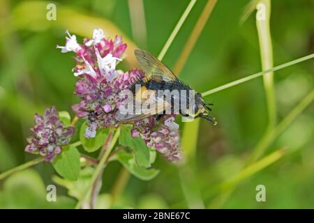 Tachinidfliegen (Nowickia ferox), die auf wildem Majoran, Hutchinson's Bank, New Addington, London August, pflegen Stockfoto