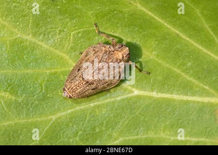 Issid Planthopper (Issus coleoptratus) Brockley, Lewisham, London, Großbritannien. November Stockfoto