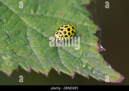 22-Spot Ladybird (Psyllobora vigintiduopunctata) Brockley Cemetery, Lewisham, London, Großbritannien. Juni Stockfoto