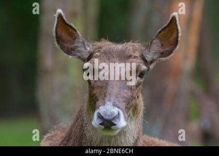 Weißlipped / Thorold's Reh (Cervus albirostris) Porträt, gefangen, tritt östlichen tibetischen Plateau, China. Gefährdete Arten. Stockfoto