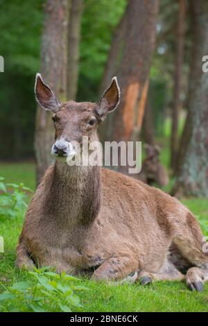 Weißlipped / Thorold's Reh (Cervus albirostris) Porträt, gefangen, tritt östlichen tibetischen Plateau, China. Gefährdete Arten. Stockfoto