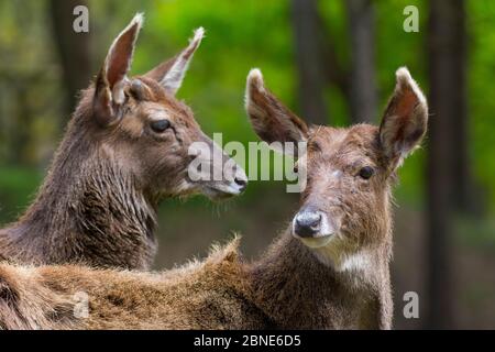 Zwei Weißlippentier / Thorold's Hirsch (Cervus albirostris) gefangen, kommen Ost-tibetische Plateau, China. Gefährdete Arten. Stockfoto