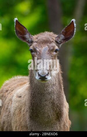 Weißlipped / Thorold's Reh (Cervus albirostris) Porträt, gefangen, tritt östlichen tibetischen Plateau, China. Gefährdete Arten. Stockfoto