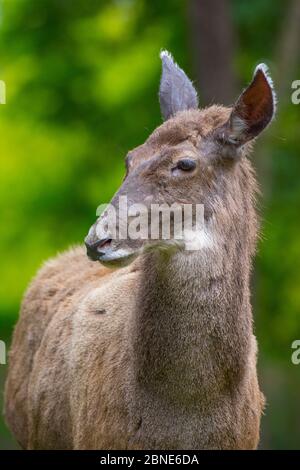 Weißlipped / Thorold's Reh (Cervus albirostris) Porträt, gefangen, tritt östlichen tibetischen Plateau, China. Gefährdete Arten. Stockfoto