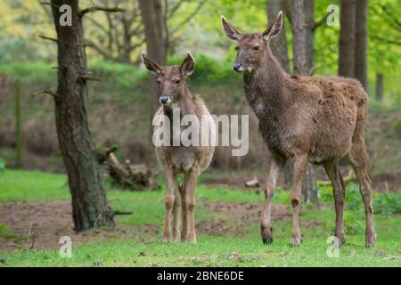 Zwei Weißlippentier / Thorold's Hirsch (Cervus albirostris) gefangen, kommen Ost-tibetische Plateau, China. Gefährdete Arten. Stockfoto