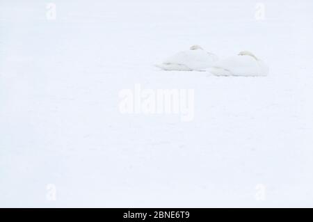 Zwei Mute Swans (Cygnus olor) schlafen auf Schnee, Hazerswoude, Niederlande, Februar. Stockfoto