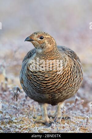 Weibliches Schwarzes Birkhuhn (Tetrao / Lyurus tetrix) Porträt, Utajarvi, Finnland, Mai. Stockfoto