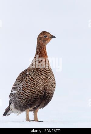 Weibliches Birkhuhn (Tetrao / Lyurus tetrix) Porträt, Vaala, Finnland, April. Stockfoto