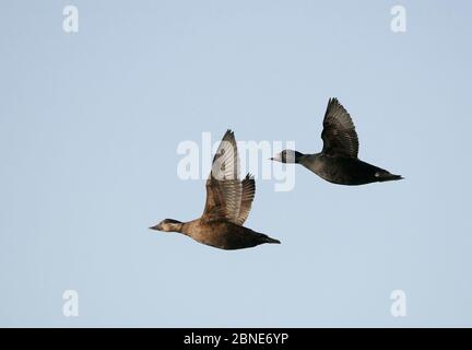 Gewöhnlicher Schlangenwurz (Melanitta nigra) Weibchen und Männchen fliegen, Porvoo, Finnland, Mai. Stockfoto