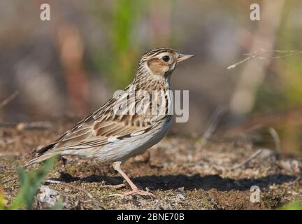 Waldlerche (lullula arborea) am Boden, Joensuu, Finnland, Juni. Stockfoto