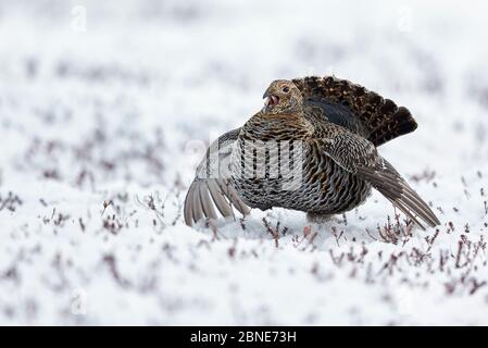 Weibliche Birkhuhn (Tetrao / Lyurus tetrix) calling, Utajarvi, Finnland, Mai. Stockfoto