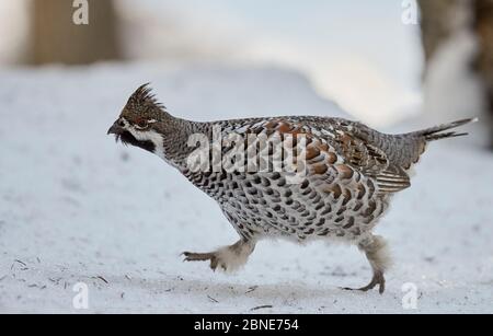 Männliches Haselhuhn (Tetrastes / Bonasa bonasia) läuft, Kuusamo, Finnland, April. Stockfoto