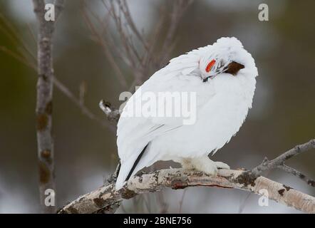 Weidenhuhn / Ptarmigan (Lagopus lagopus) auf Ast-Präening, Inari Kiilopaa, Finnland, April. Stockfoto