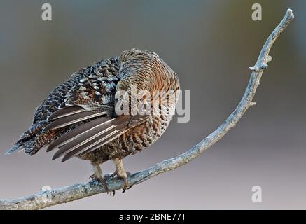 Weibchen der Birkhuhnhuhn (Tetrao / Lyurus tetrix) auf der Ast-Präung stehend, Utajarvi, Finnland, Mai. Stockfoto